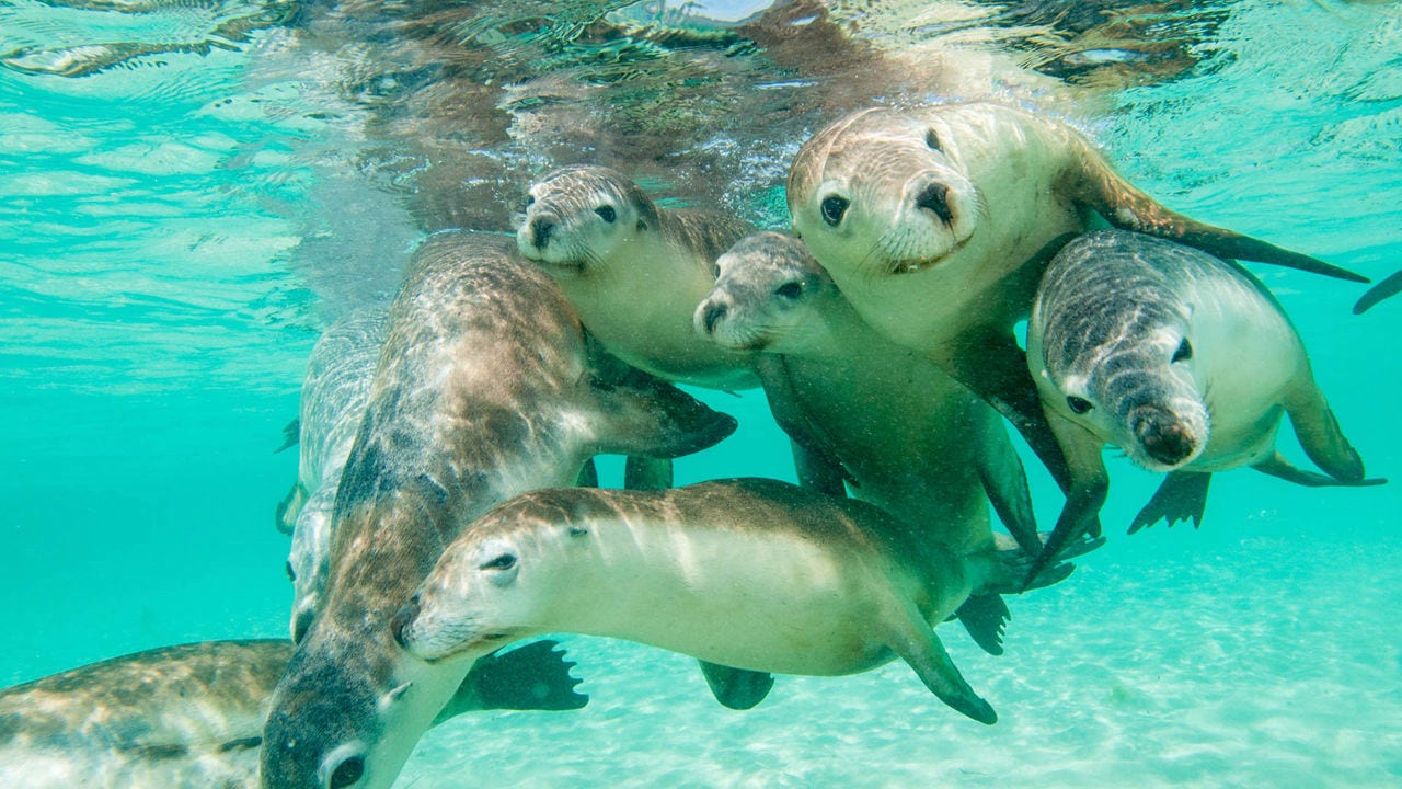 Australian sea lions in water