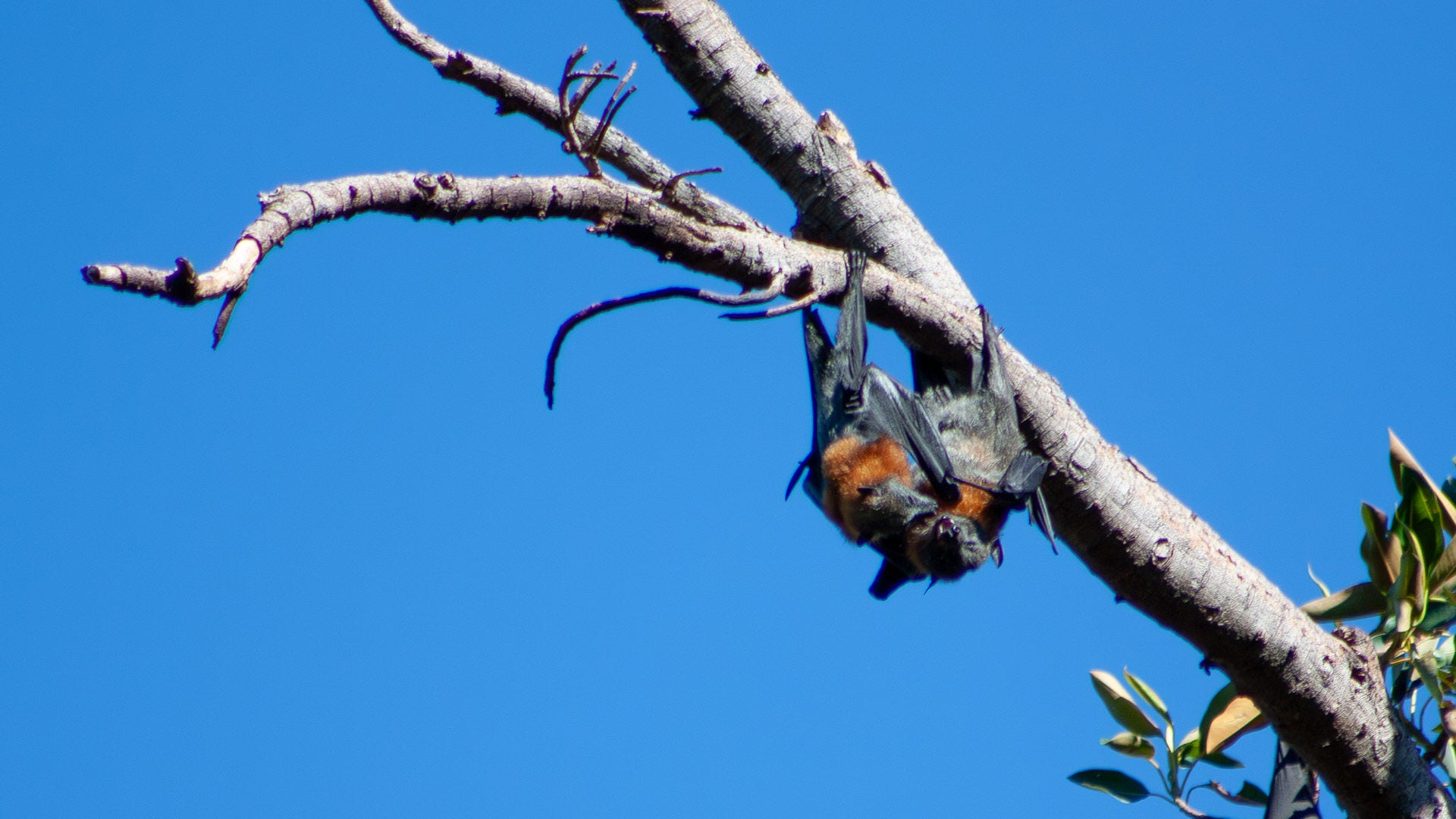 Flying foxes at Botanic Park