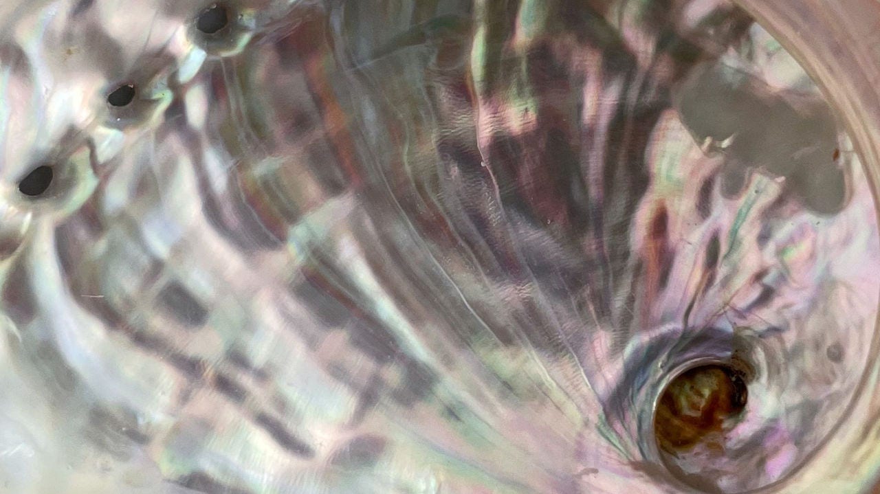 Abalone shell