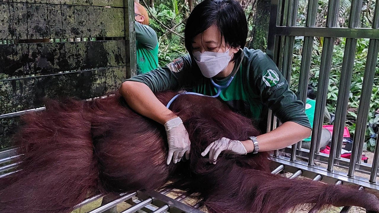 Fransiska Sulistyo monitors vital signs of an orangutan under general anesthesia