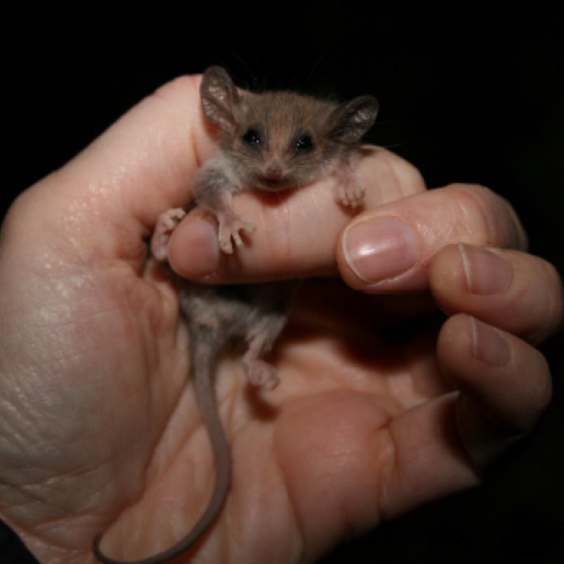 Little Pygmy Possum being held in a man's hand