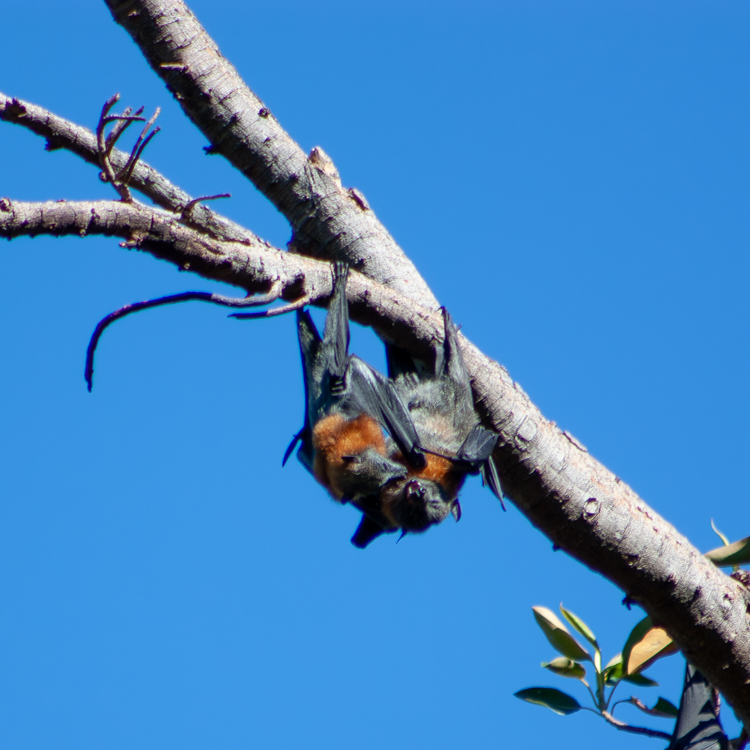 Flying foxes at Botanic Park
